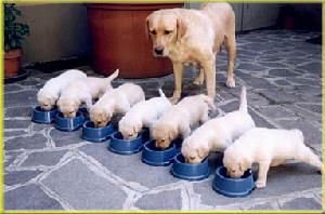 puppies