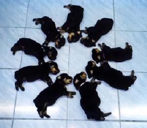 puppies