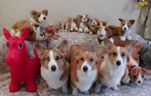 puppies