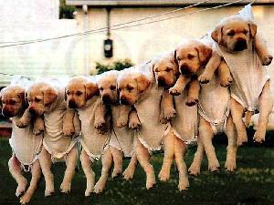 puppies