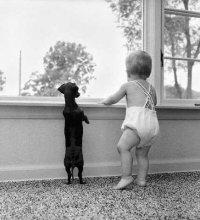 puppies