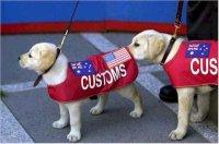 puppies