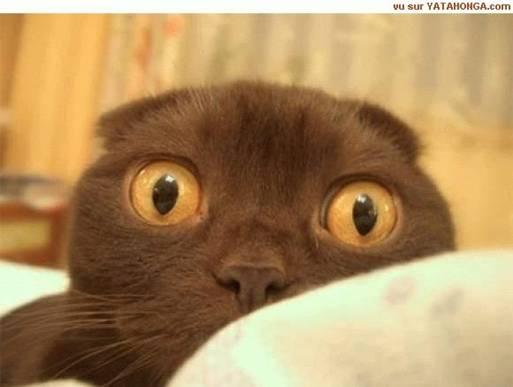 cat.jpg - 596034 Bytes