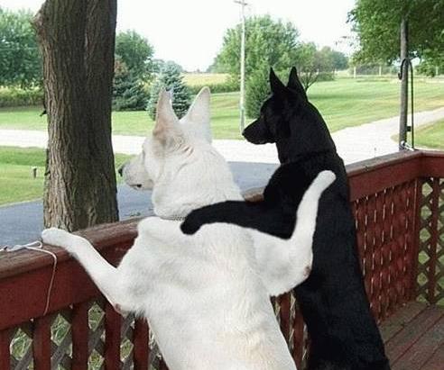 dogs.jpg - 717390 Bytes