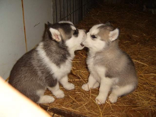 Pets