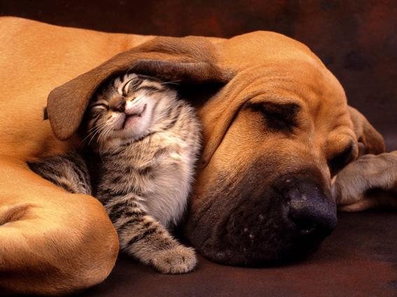 Pets