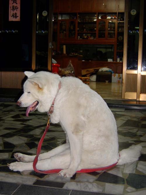 Pets